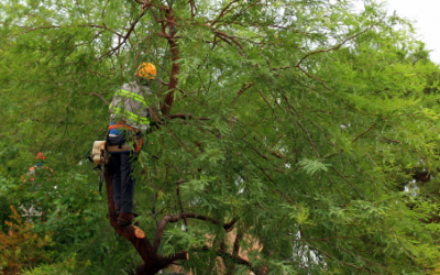 Small Tree Removal Safety Tips